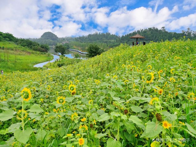 静观花木生态旅游区