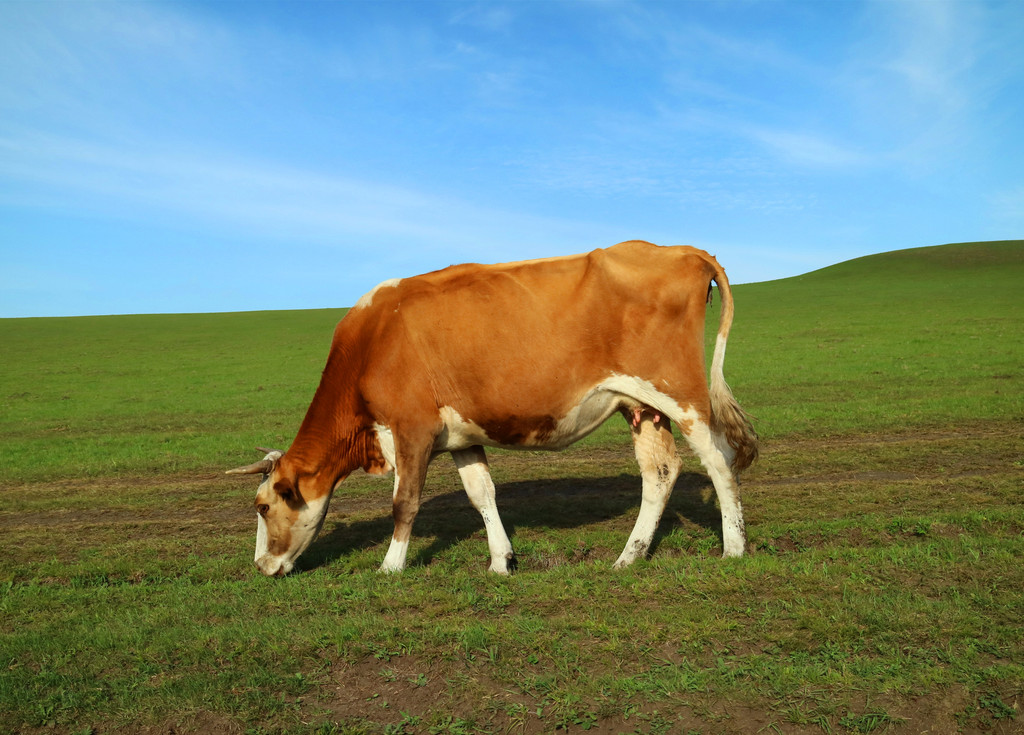 金帐汗——偶遇一头牛