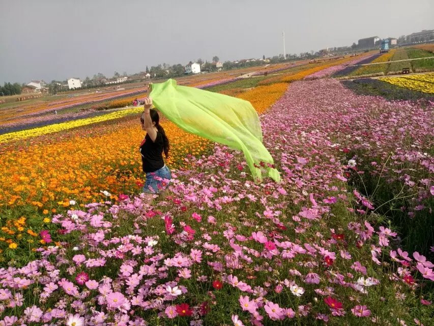 枫林花海之行