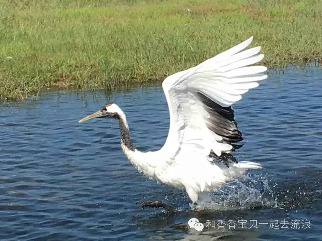 扎龙湿地观看丹顶鹤