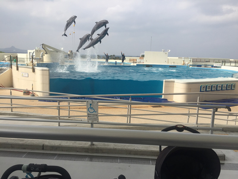 海洋博公园海豚表演剧场
