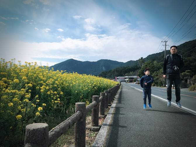 池田湖其实就是一个很大的湖,岸边有一片油菜花,论