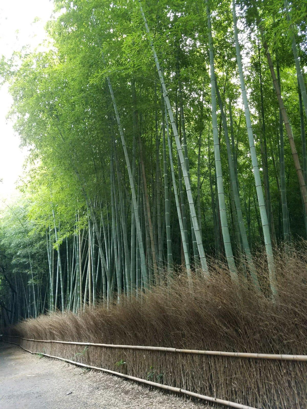 京都嵯峨野竹林                            