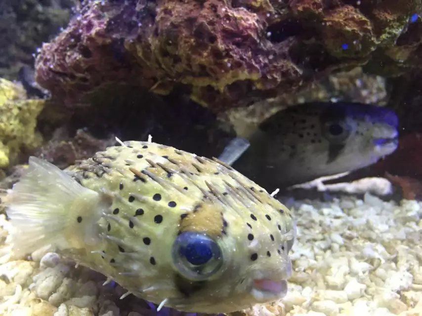 周末参加了广州正佳极地海洋世界的亲子体验活动,主办方设计了一个萌萌的活动主题给北极熊做下午茶,让小朋友们好奇心大发,爸爸妈妈们童心萌芽,大家一起度过了美好的一天! 离开广州越久,越觉得广州好玩美食的地方多多!每次回广州,总能继续发掘有趣事物!现在市中心天河正佳商场里又新开了占地5.