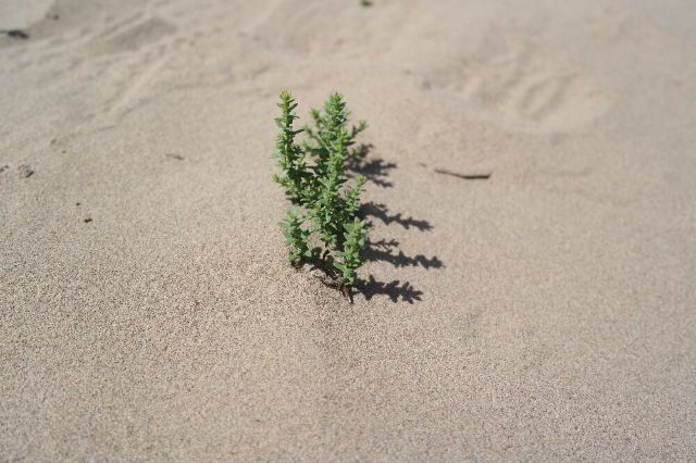 沙漠中的无名小草,顽强地活着