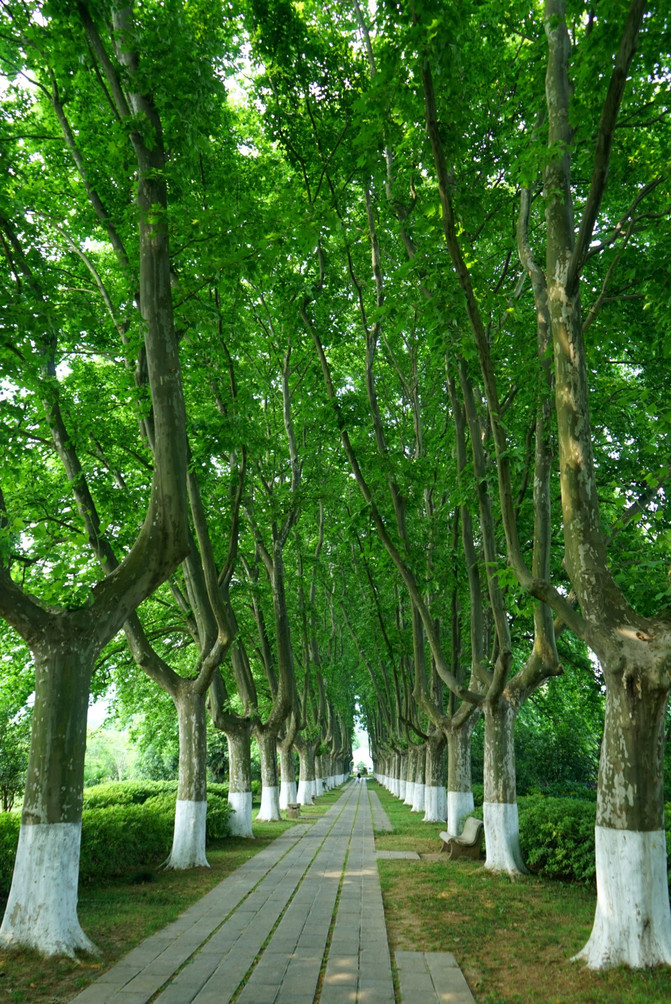 不过南京的树还是很值得一看啊,除了大马路上粗壮的法国梧桐,在明孝陵