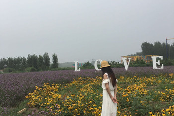 花的海洋～章丘紫缘香草园