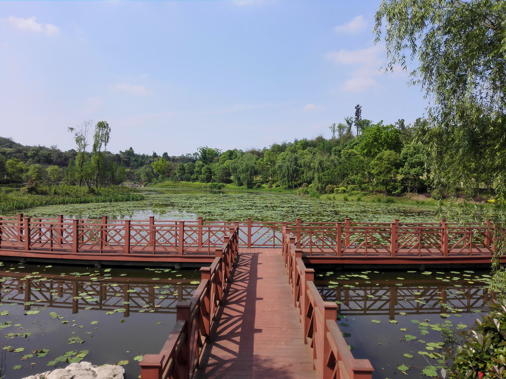 初夏的卧龙湖湿地公园