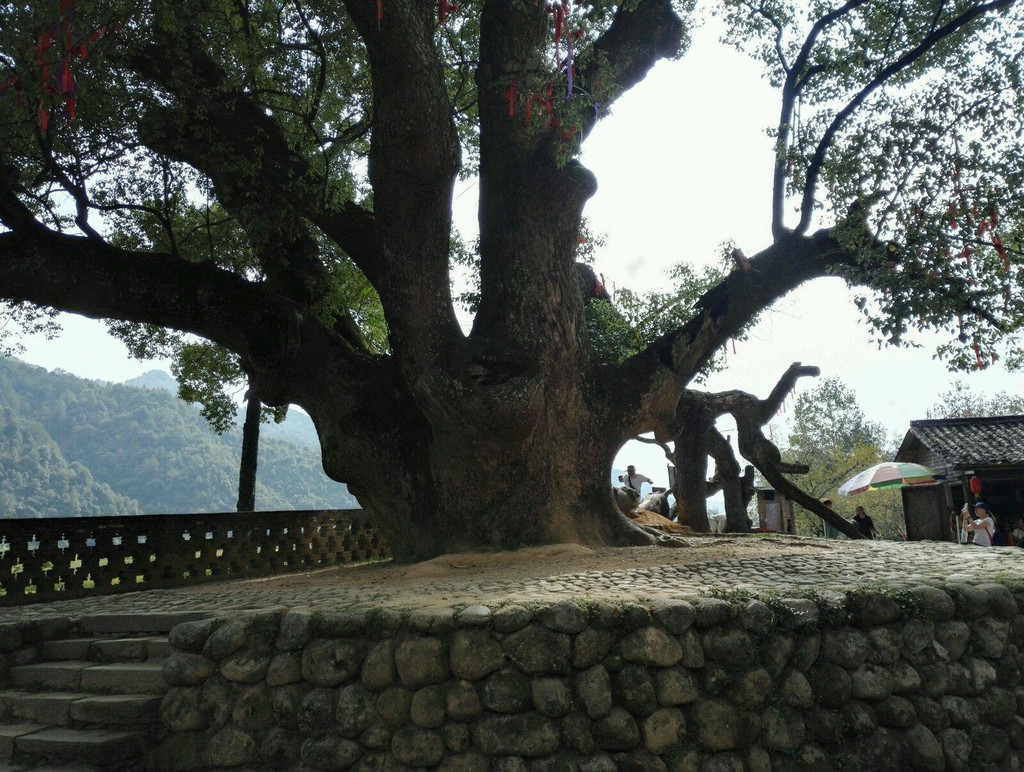 严田古樟风景区                            