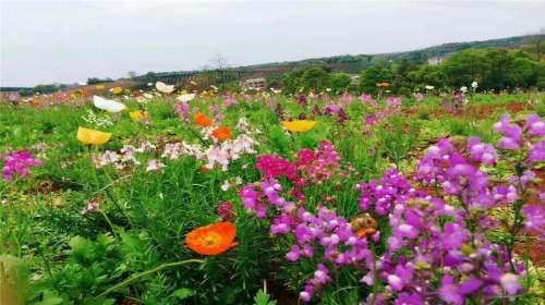 1/1 西长四季花海 景区 景点地址岳阳汨罗市白水镇西长村 开放时间8