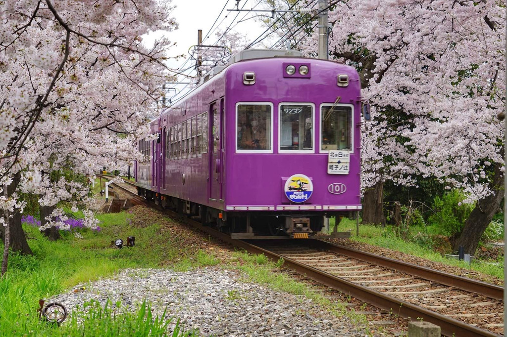 从东京到京都-樱花烂漫正当时