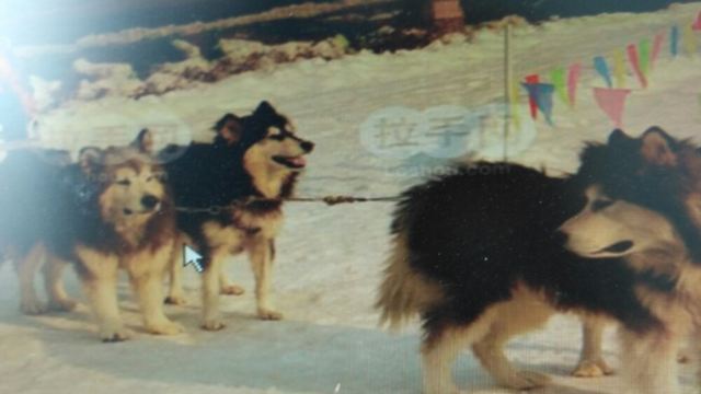 冀州第二届冰雪嘉年华冰区项目包括冰上保龄球、冰滑梯、冰鞋、冰上碰碰车、冰上自行车、单人、双人冰车等;雪区项目包括雪圈、雪地悠波球、雪地香蕉船、雪地摩托、雪地CS、自由戏雪等;服务区包括名优小吃、特色风味、食品、年货、民间工艺、文化用品、手工艺品等项目配套。同时,将现代理念融入传统民俗中,与冰雪活动结合,穿插变脸、蹬杠、叠罗汉、顶缸、钻圈、抖空竹、力量、中幡、舞狮、魔术、柔术等表演。冰雪嘉年华活动以参与性、娱乐性和观赏性为主。