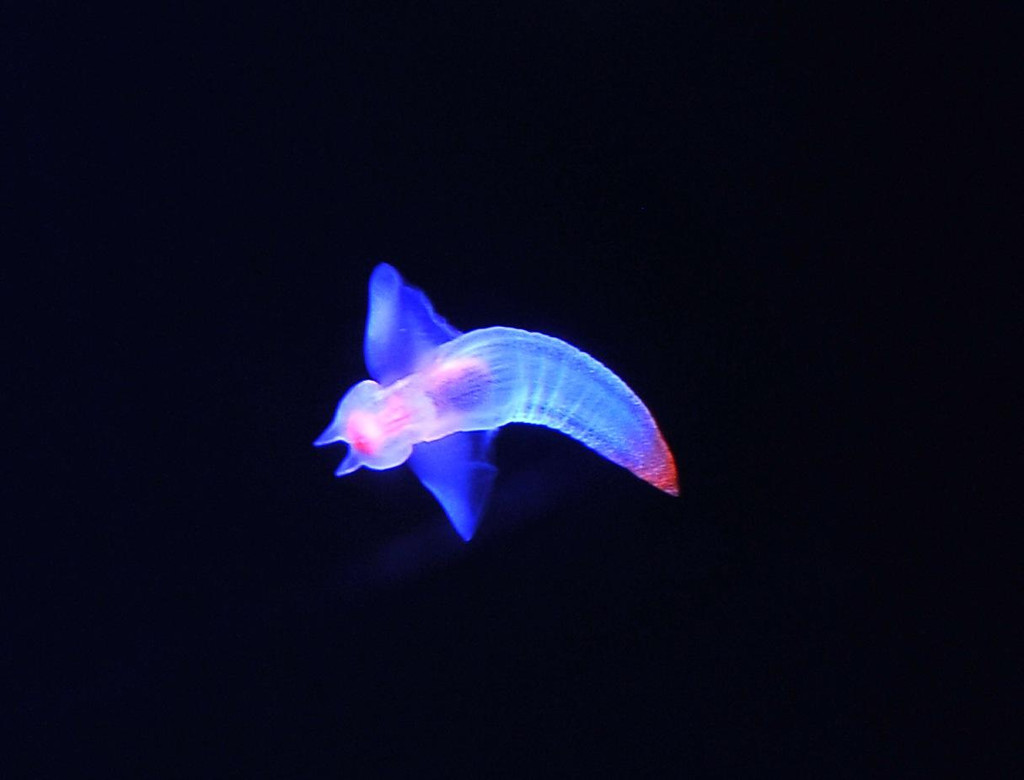 海天使