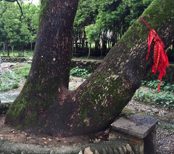 村口的香樟老树.                   