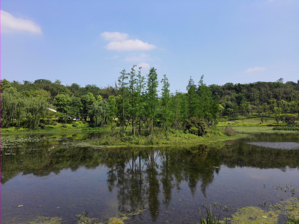 初夏的卧龙湖湿地公园