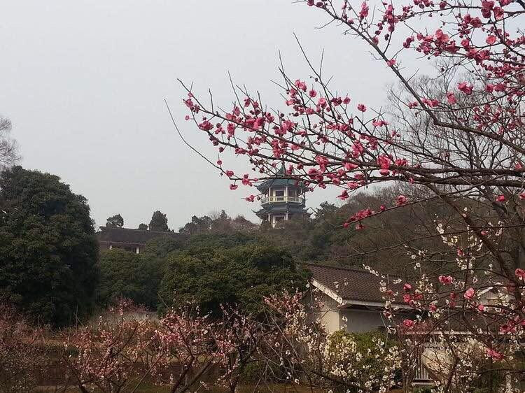 2.20~21无锡梅园惠山踏青赏梅