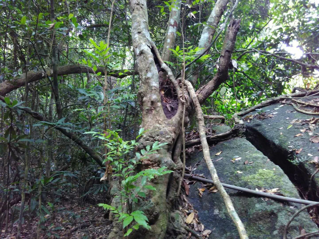 亚龙湾森林公园很大,上去后,可以一览三亚四个弯的全景,踏过搭着葡萄