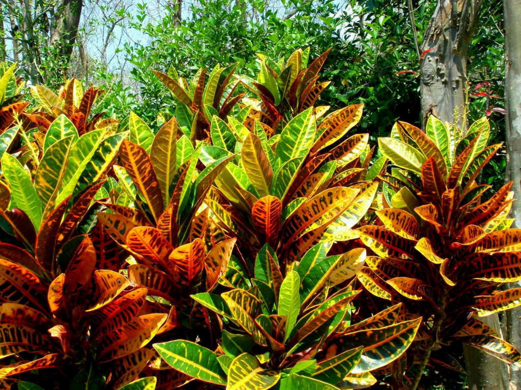 中科院西双版纳热带植物园                  