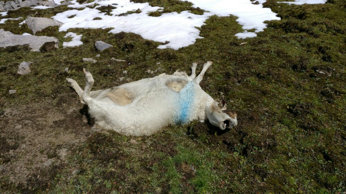        碎石坡下被野兽咬死的绵羊
