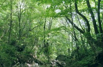【携程攻略】宁陕攻略峡交通苍龙,去路线重庆苍龙自助游美食图片
