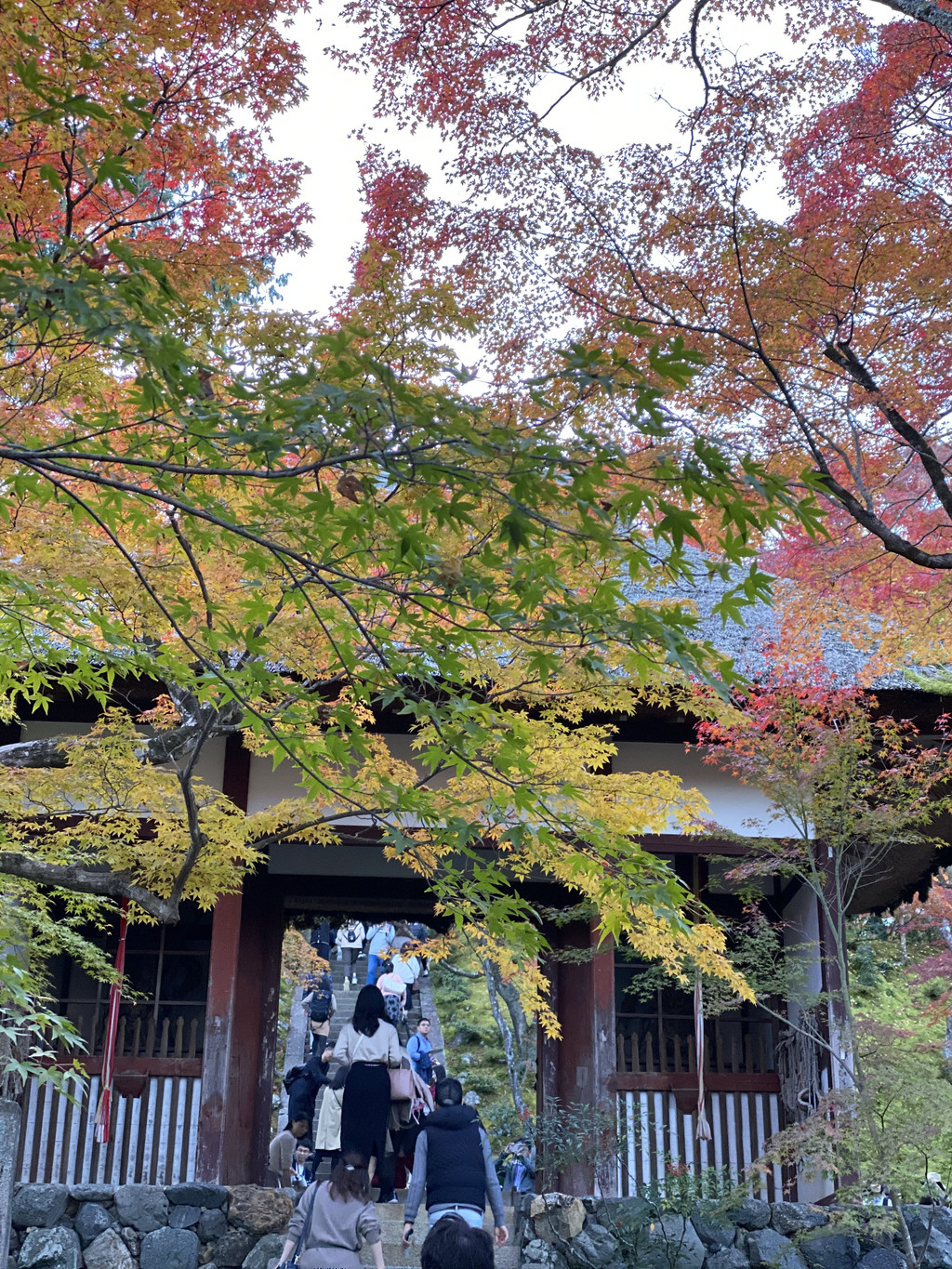 【玉酱在日本】京都枫叶季(二):常寂光寺