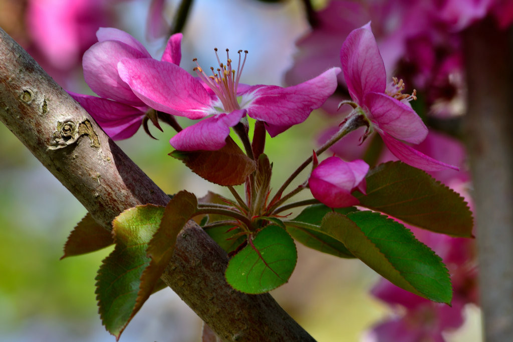 红玉海棠,拉丁学名:malus "red jade",为蔷薇科落叶小乔木植物,树形为