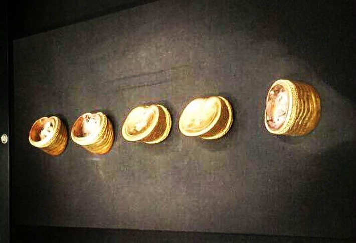                          马蹄金