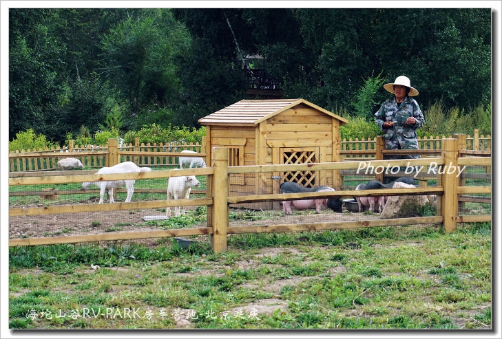 海坨公园里高处圈起来的草坪里养的羊和猪,就这么几只,小朋友喜欢小