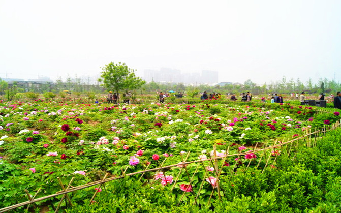 那一年,游走山东,菏泽火车自由行【菏泽古今牡丹园,国花门,曹州牡丹园