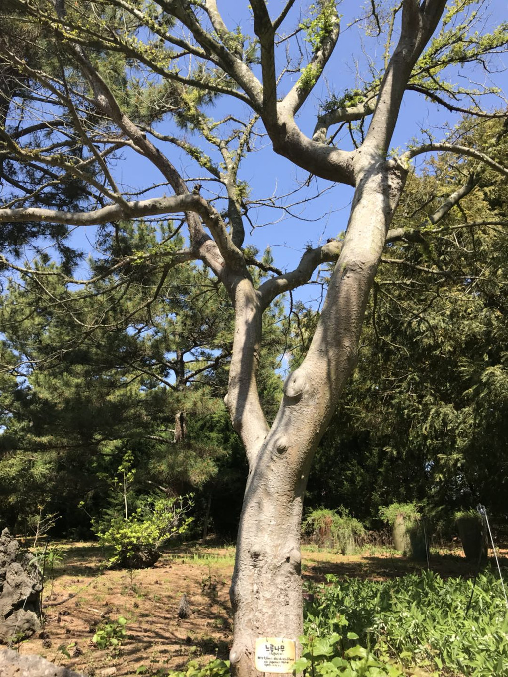 张牙舞爪的树枝