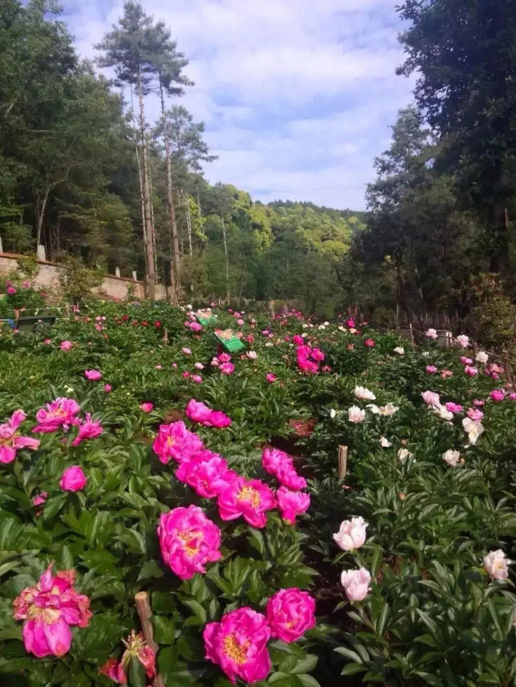 狮山赏花季|昆明欠你一个艳阳天,武定狮山还你一园姹紫嫣红!