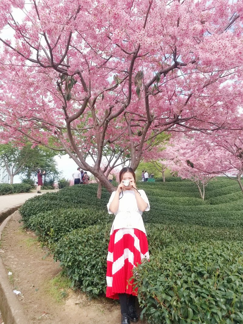 【福建 龙岩】永福樱花园|3月一场说走就走的旅行