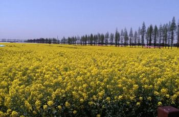 【瑞华果园】瑞华门票果园,崇明区携程纸箱攻拖玩法游戏攻略图片