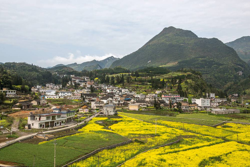 叙永县正东镇擦耳岩菜花黄!