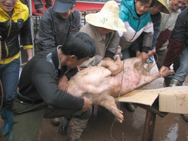 团东冬瓜节上惊人的杀猪,杀羊表演 图