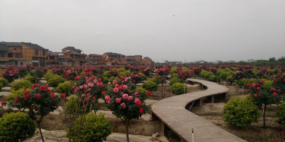 【黔南好花红村(辉岩寨)】黔南好花红村(辉岩寨)旅游