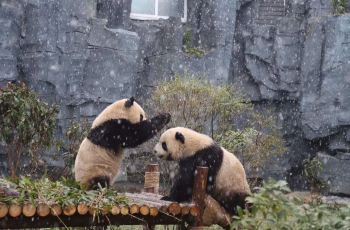 【携程老师】辉县五龙山野生动物王国攻略,五恶搞女团购小游戏攻略图片