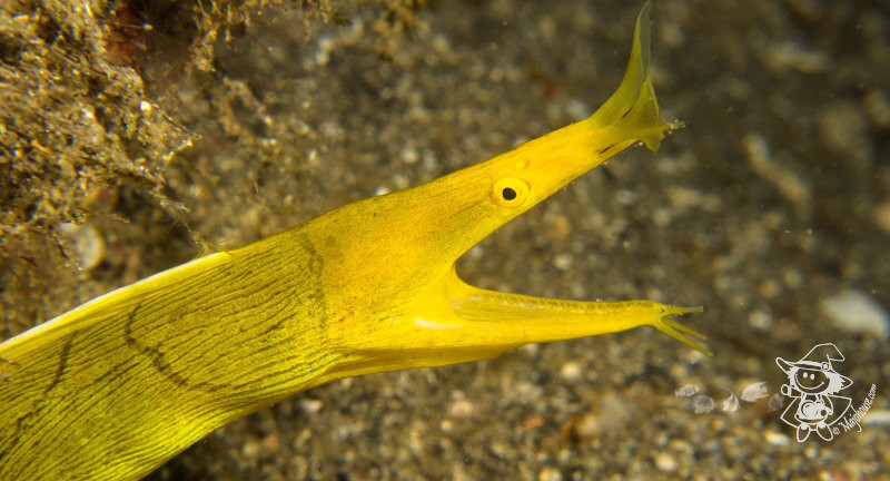 蓝碧潜水海图,海峡里各种奇妙的小生物