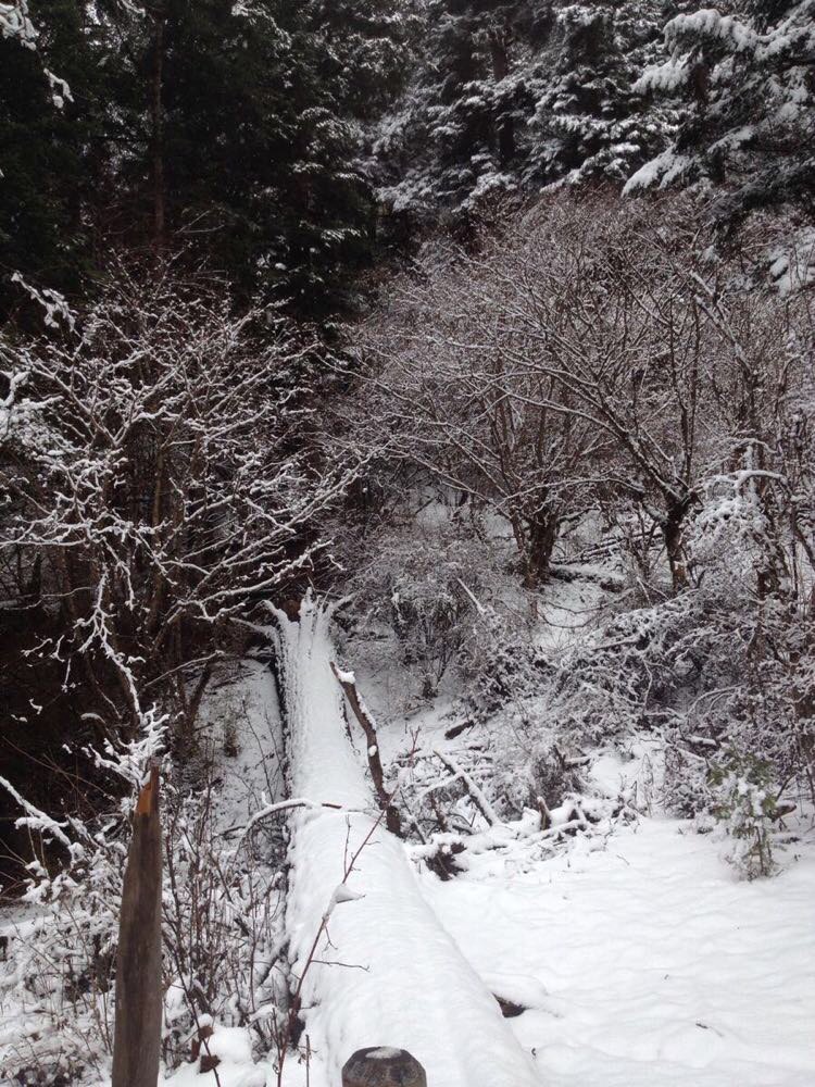 原始森林公园雪景
