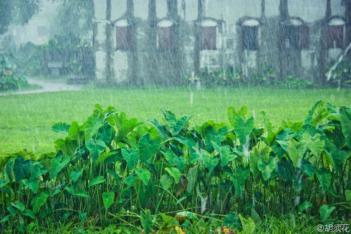 自力村的雨中荷塘