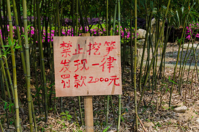 这边盛产竹子,这个季节正是挖竹笋的季节,景区特意挂著警示牌,禁止挖
