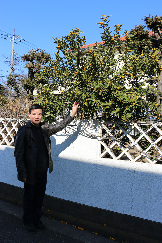 橙子树下,大道路上,人来人住,车行车去,不远处有一所小学,再远一点有