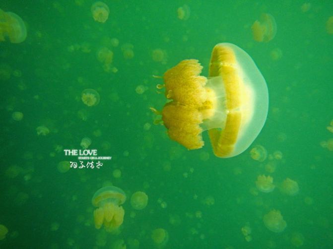 #加游站#【潜在帕劳】尽享世界潜水圣地最美