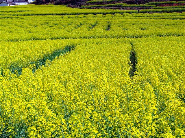 春季出发米易县普威镇油菜花观赏自由行实用图文攻略