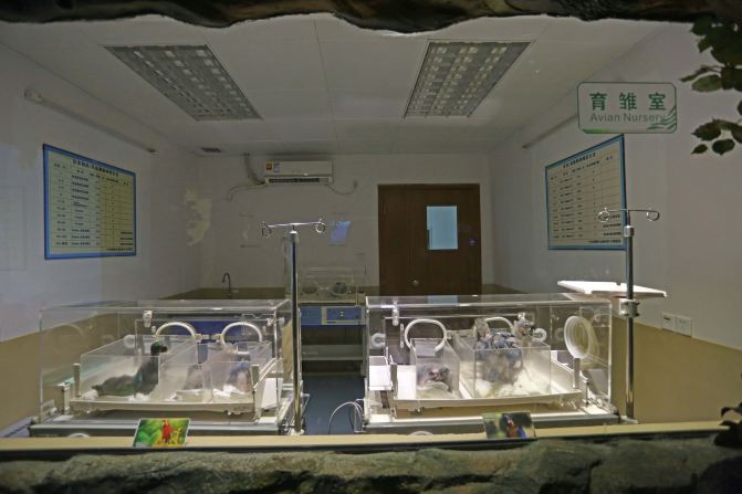 #加游站#长隆野生动物世界的奇妙新体验 - 广州