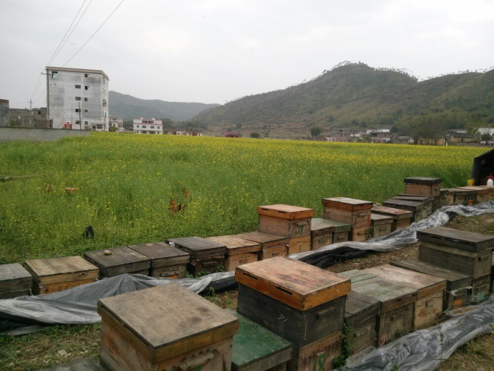 秀田古树,油菜花美景(新丰县马头镇)