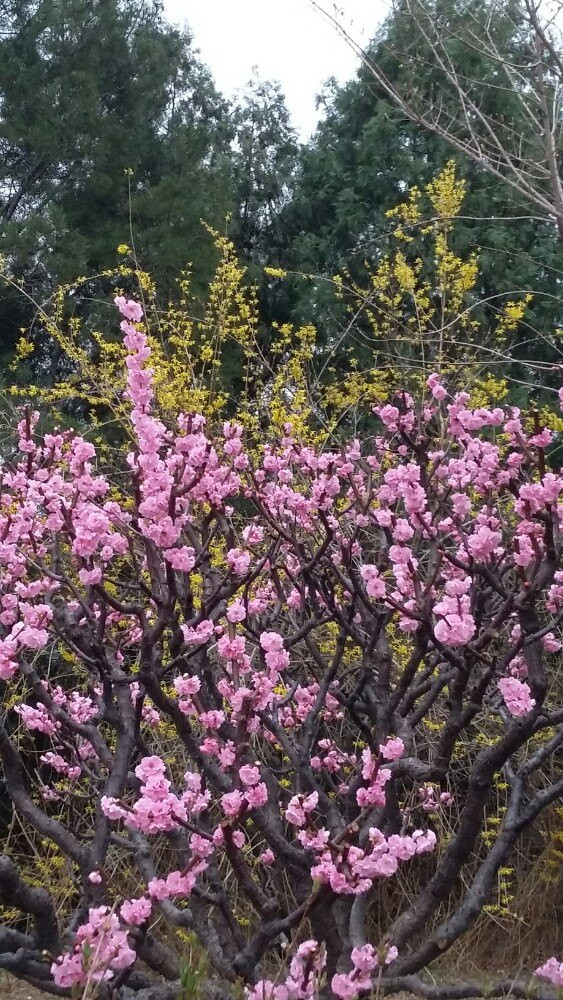 春天的花@香山