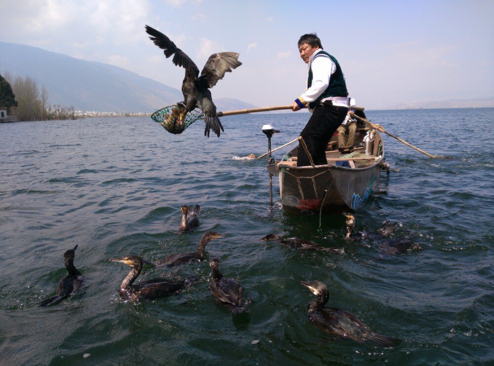 大理洱海鱼鹰驯化基地