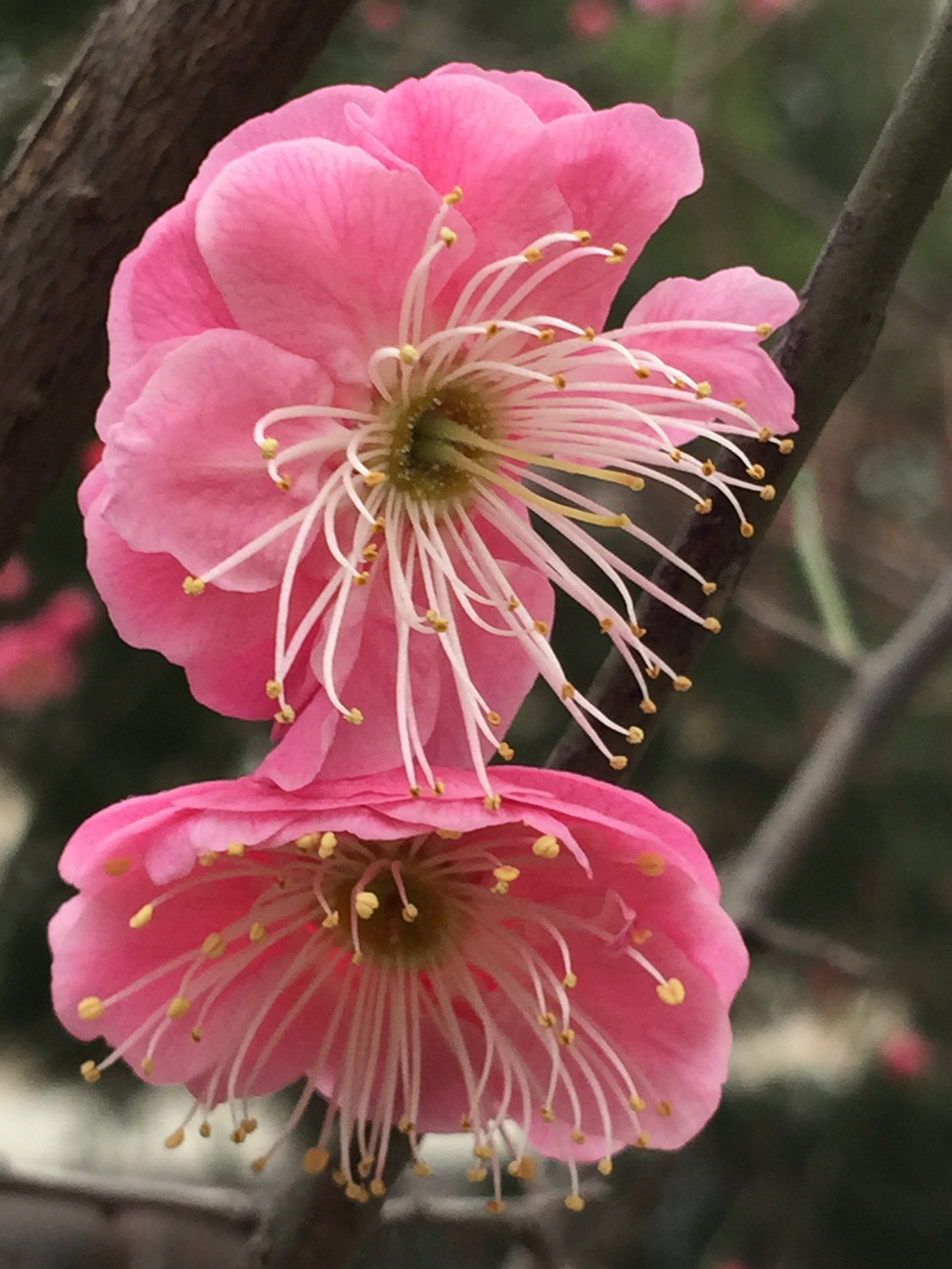 南京的市花有多美-梅花告诉你