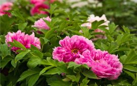 汉中牡丹园天气预报,历史气温,旅游指数,牡丹园